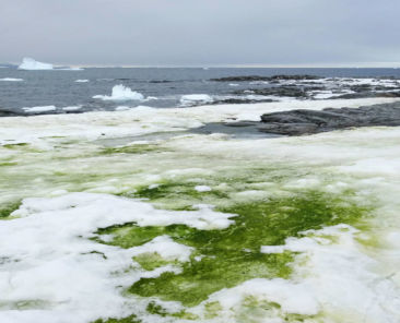Green-snow
