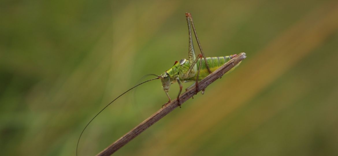 rsz_iva-rajovic-jfzu2vyou3s-unsplash