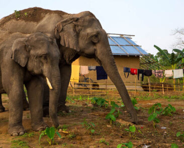 Surging Human-Elephant Conflicts in Sri Lanka