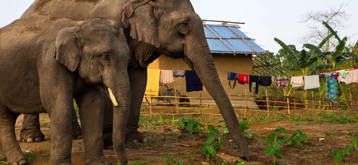 Surging Human-Elephant Conflicts in Sri Lanka