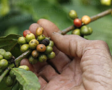 Close up fresh organic red coffee on a coffee plantation, Dak Lak, Vietnam, Indochina, Southeast Asia, Asia