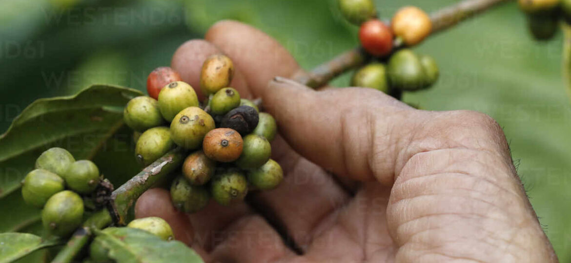 Coffee plantation. Close up fresh organic red coffee.