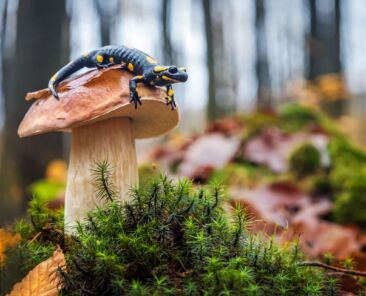 biodiversity2