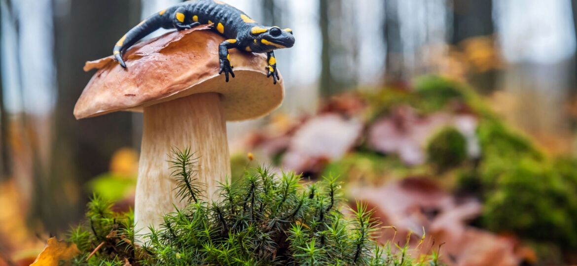 biodiversity2