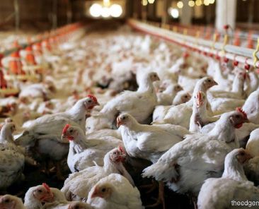 chickens_TEM1290_20191101173430_theedgemarkets_0_7