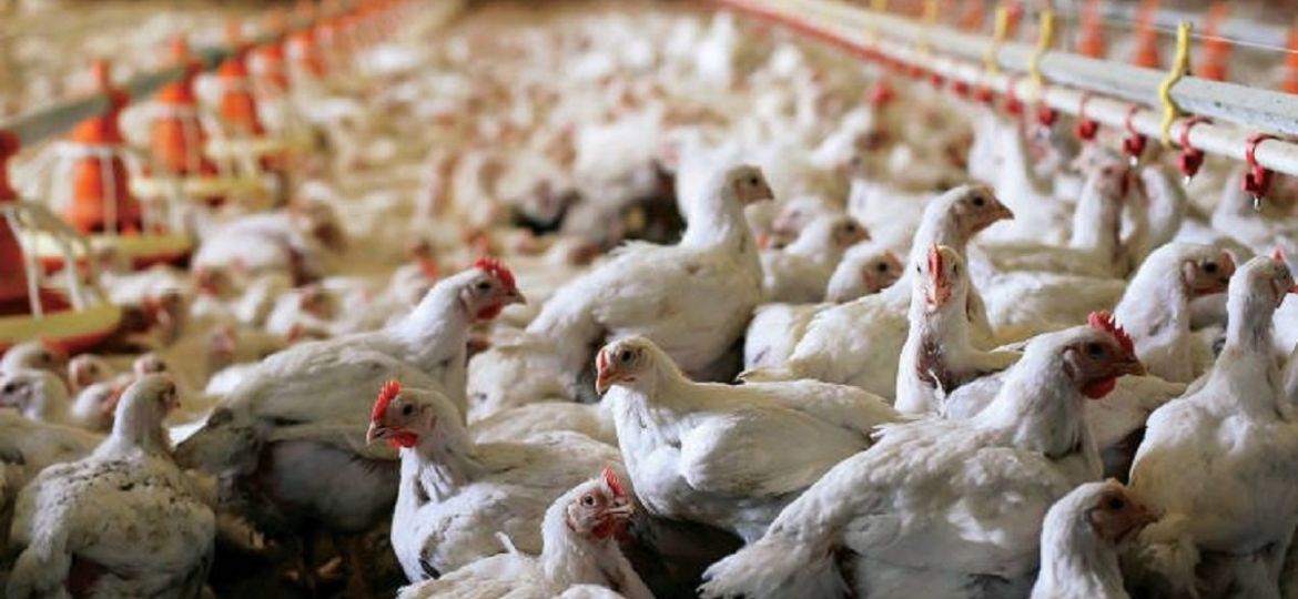 chickens_TEM1290_20191101173430_theedgemarkets_0_7