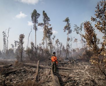 Forest-Fires_1200x800