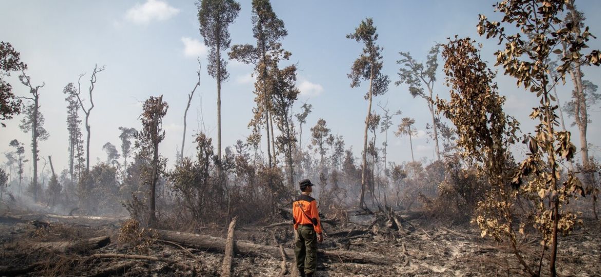 Forest-Fires_1200x800