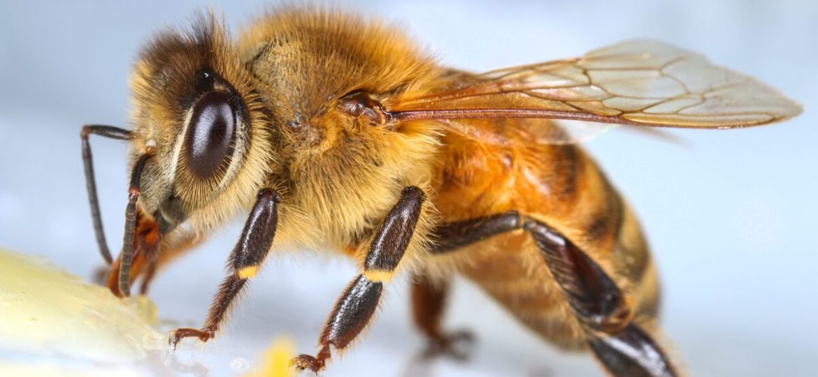are-bees-insects-scaled_1200x819