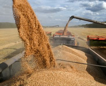 FILE PHOTO: Combines load wheat into trucks in a field during harvest near the village of Solyanoye in the Omsk region, Russia September 8, 2022. REUTERS/Alexey Malgavko/File Photo