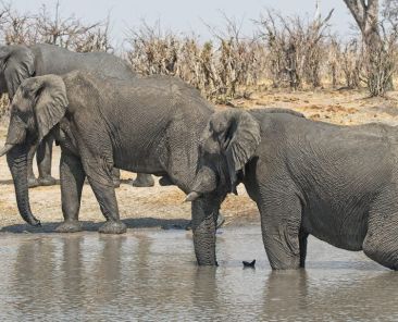 Zimbabwe-to-Cull-200-Elephants-Amid-Severe-Drought-Food-Shortages-1024x576