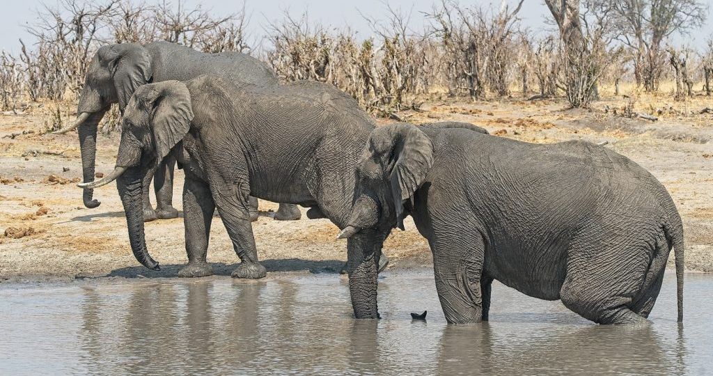 Zimbabwe-to-Cull-200-Elephants-Amid-Severe-Drought-Food-Shortages-1024x576