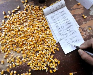 A corn purchaser writes on his account in northwest China in 2012. In November 2013, officials began rejecting imports of U.S. corn when they detected traces of a new gene not yet approved in China.