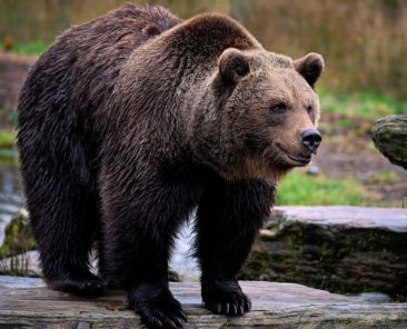 bear-7636696_1920-1024x779