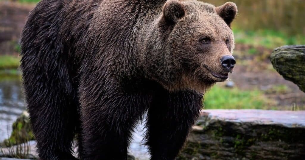 bear-7636696_1920-1024x779